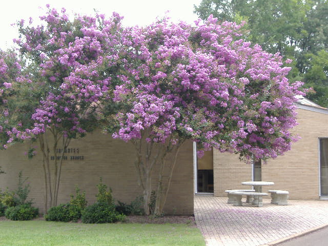 Sam T. Wilson Public Library